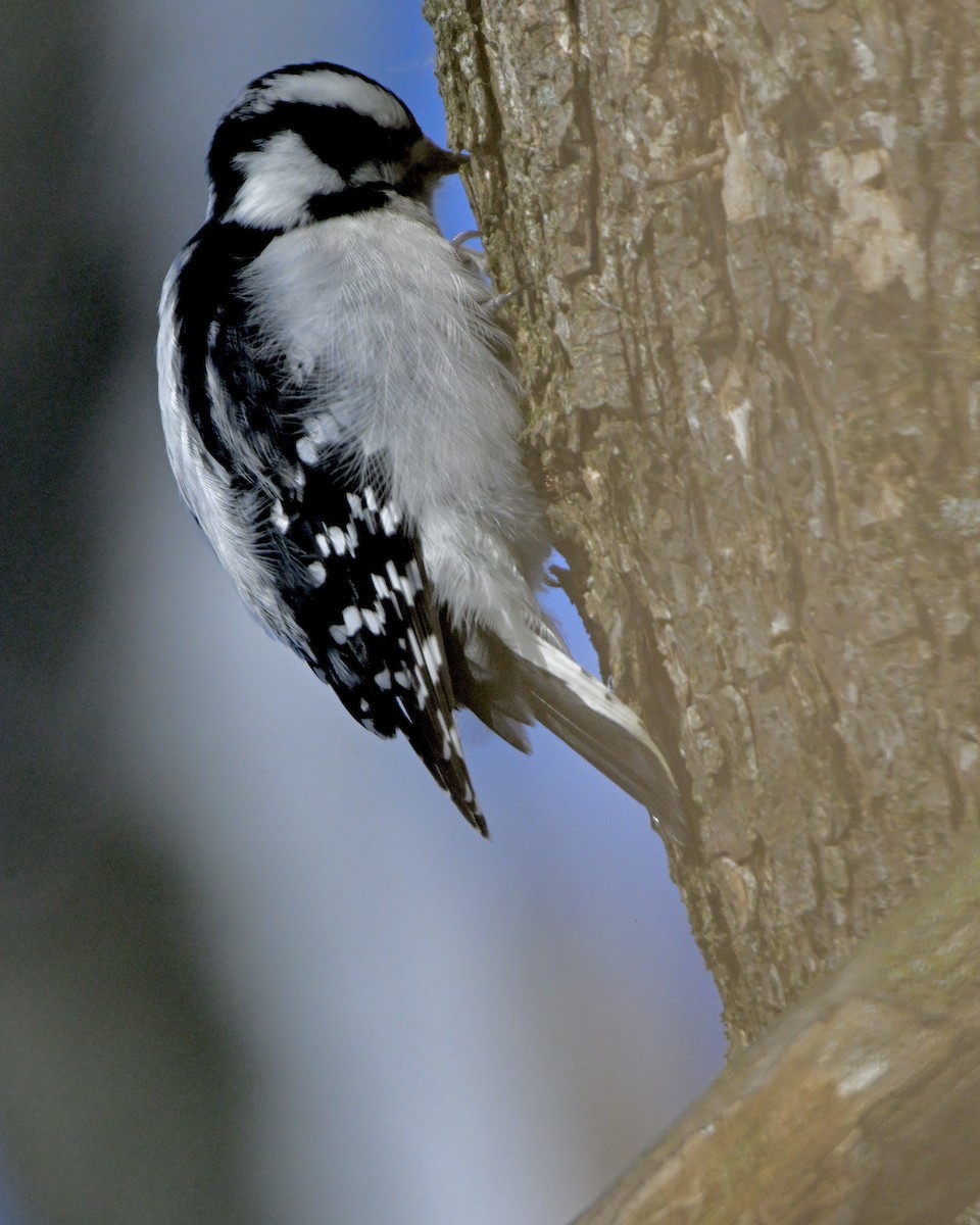 Pic mineur - ML646386831