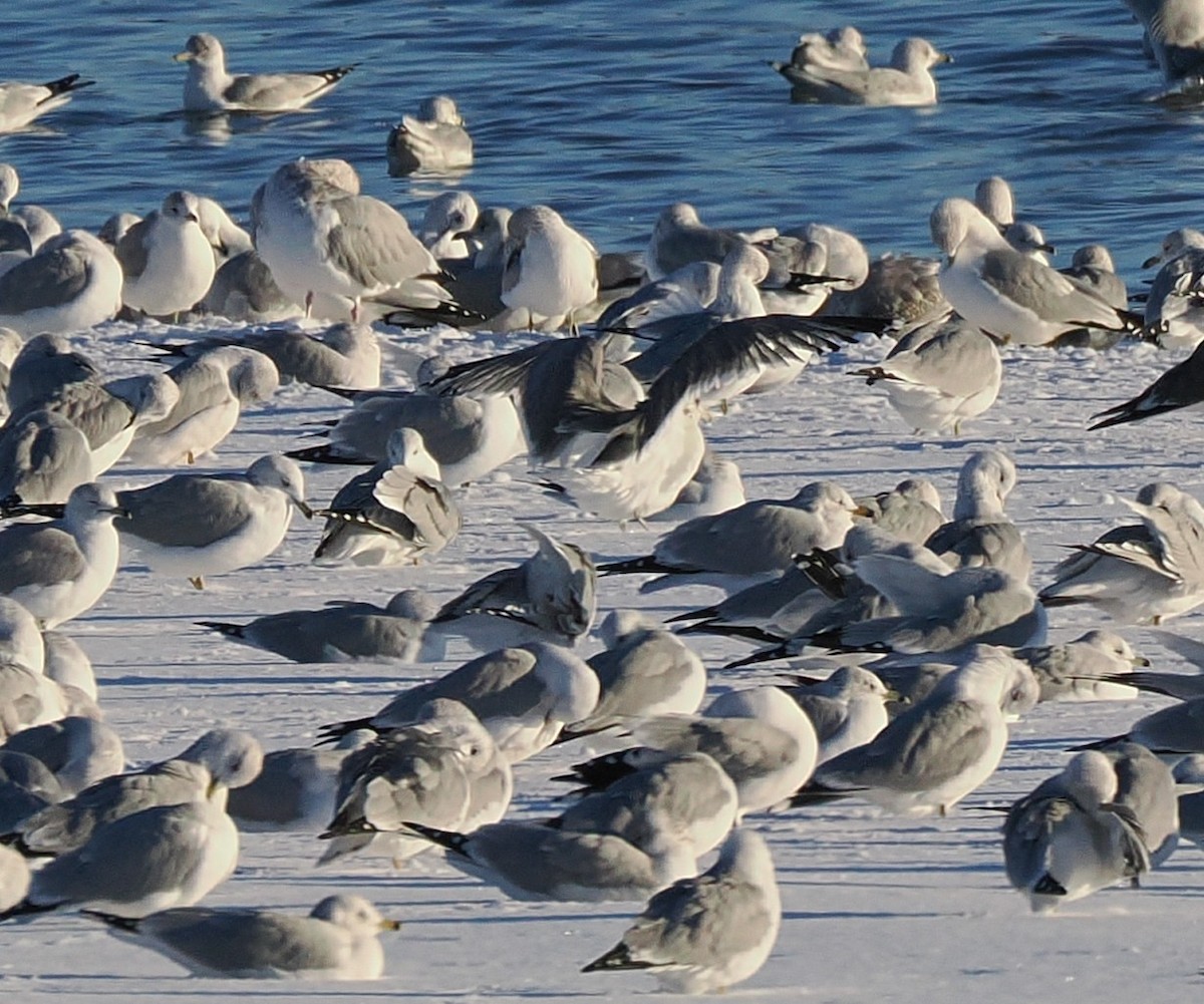 カモメ属 - ML646386832