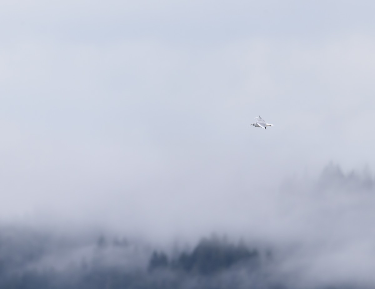 Gabbiano di Bonaparte - ML646386837