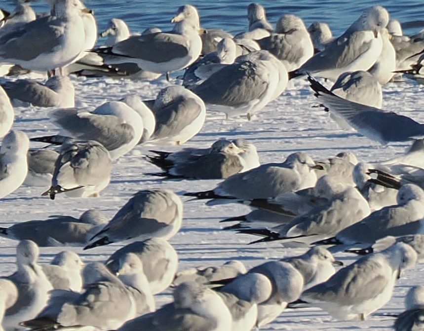 カモメ属 - ML646386839