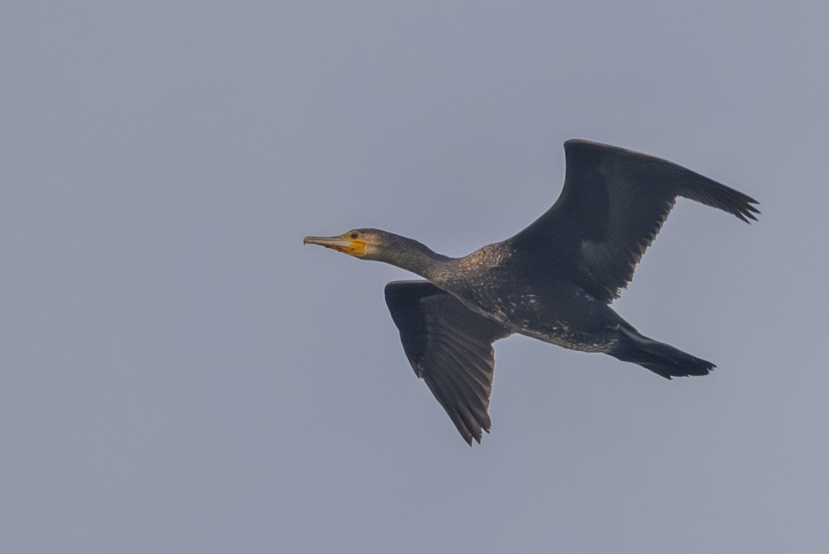 Cormorán Grande - ML646386840