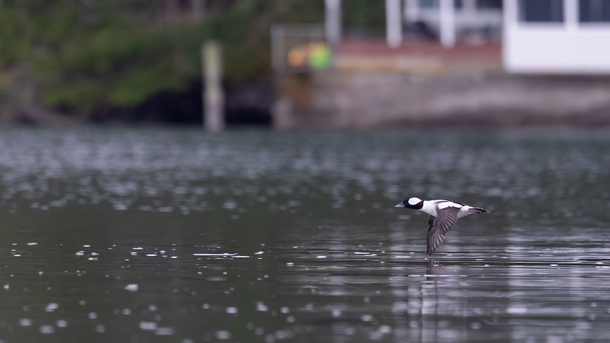 Bufflehead - ML646386841