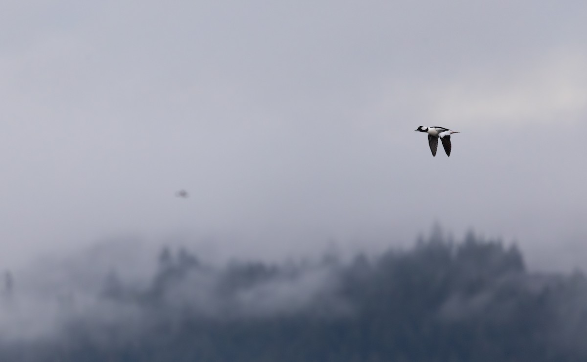 Bufflehead - ML646386842