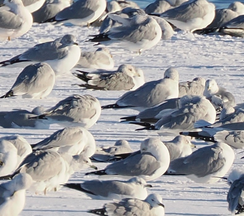 カモメ属 - ML646386843