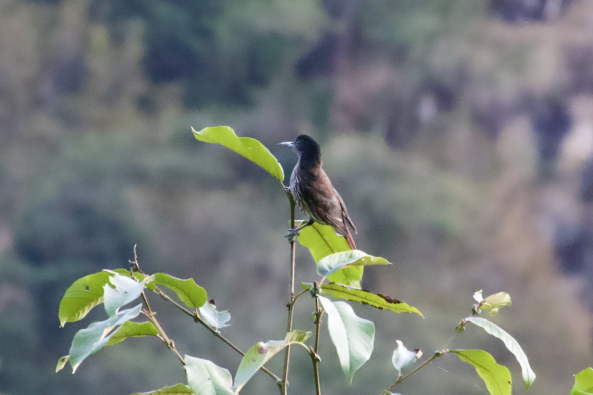 Maroon Oriole - ML646386844