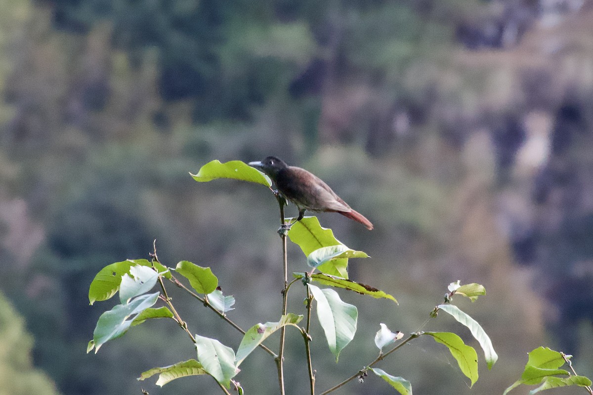 Maroon Oriole - ML646386845