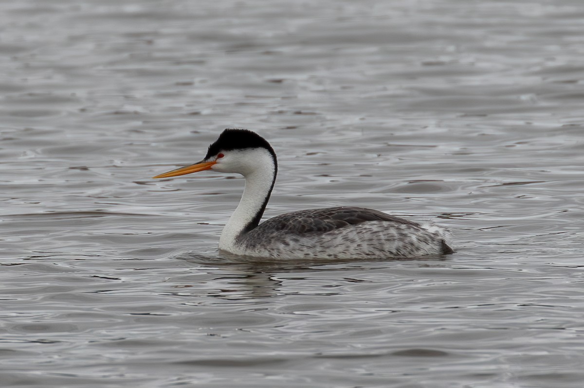 Clark's Grebe - ML646386846