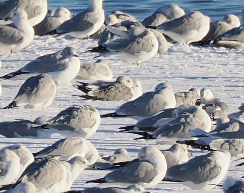 カモメ属 - ML646386847