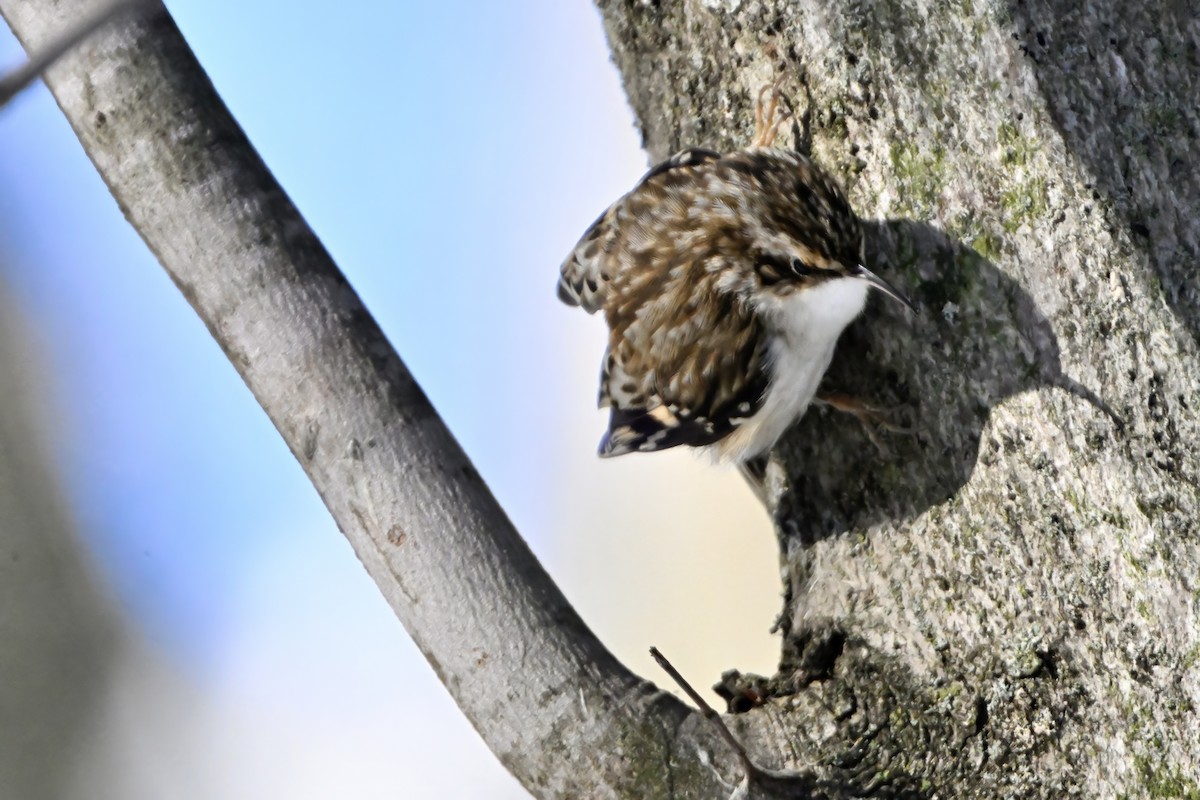 Grimpereau brun - ML646386848