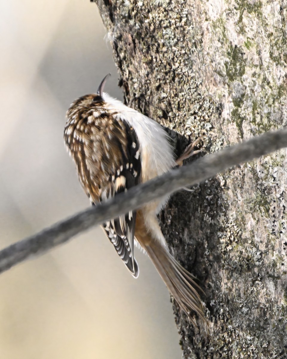 Grimpereau brun - ML646386849