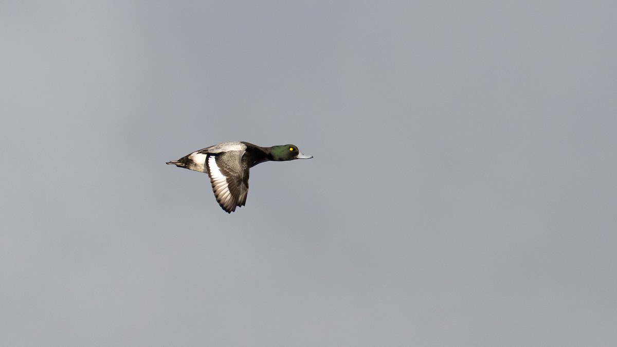 Fuligule milouinan - ML646386850