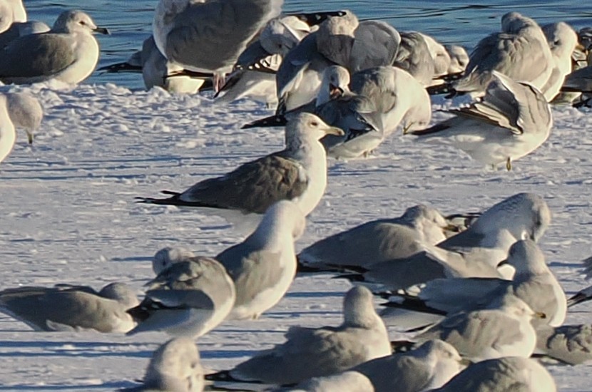 カモメ属 - ML646386853