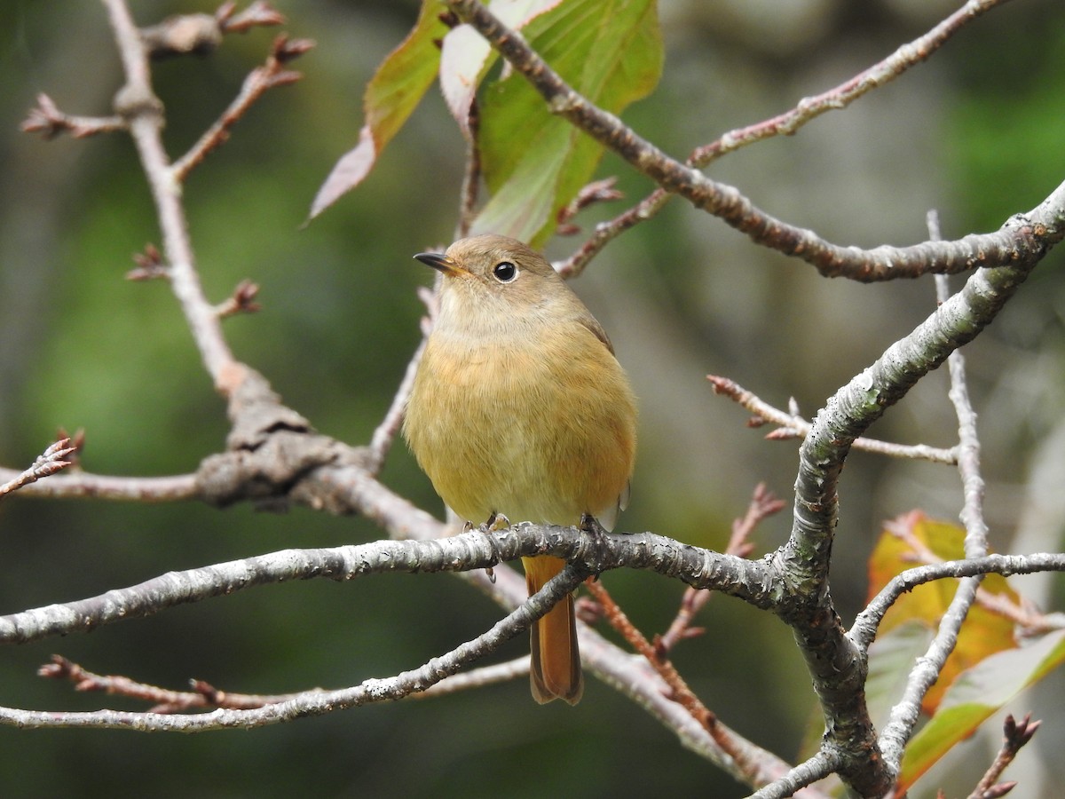 חכלילית סיבירית - ML646386855