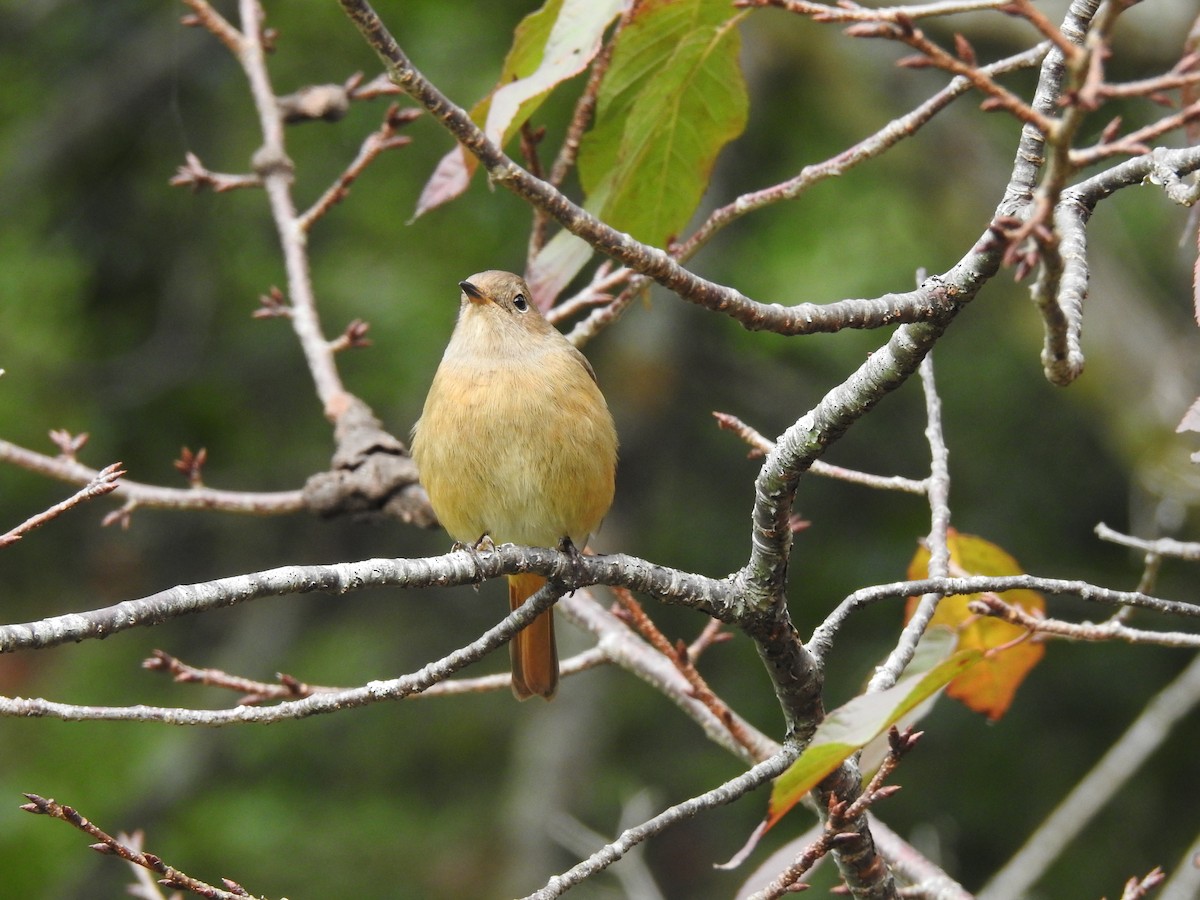 חכלילית סיבירית - ML646386857