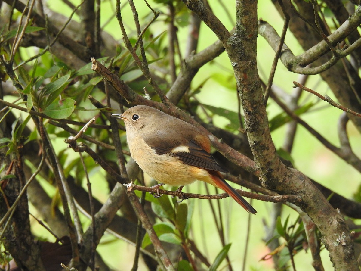 חכלילית סיבירית - ML646386858