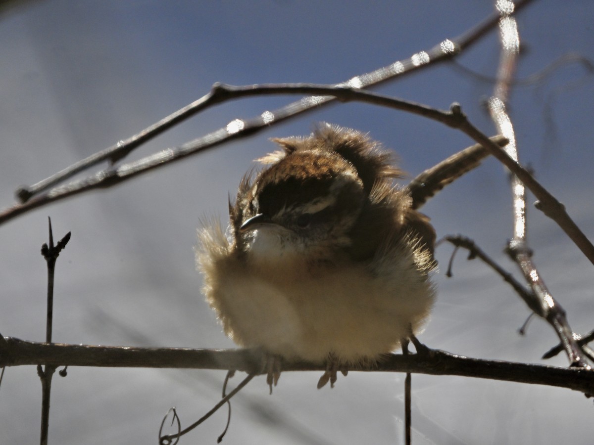Troglodyte de Caroline - ML646386862