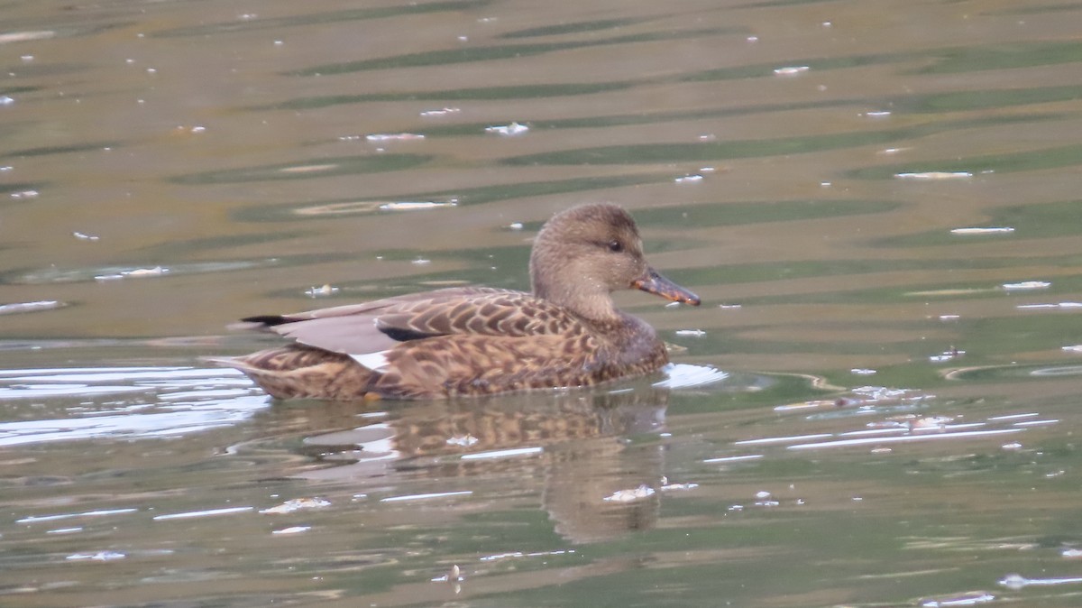 Gadwall - ML646386864