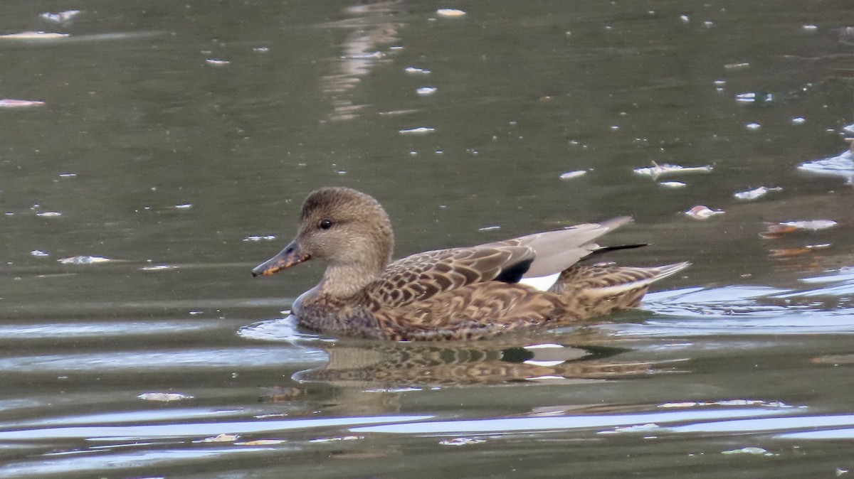 Gadwall - ML646386866