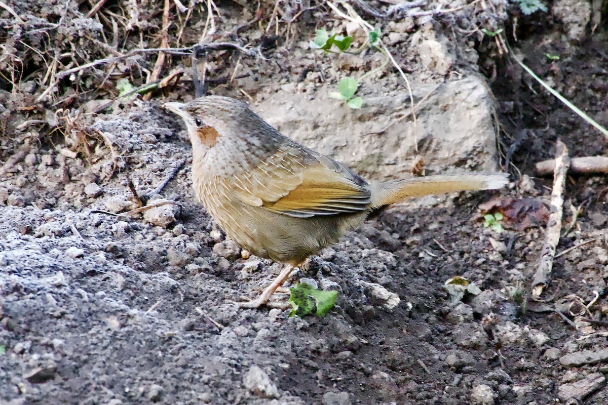 Streaked Laughingthrush - ML646386867