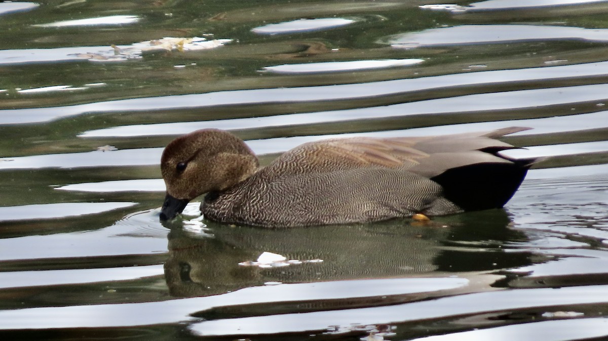 Gadwall - ML646386869