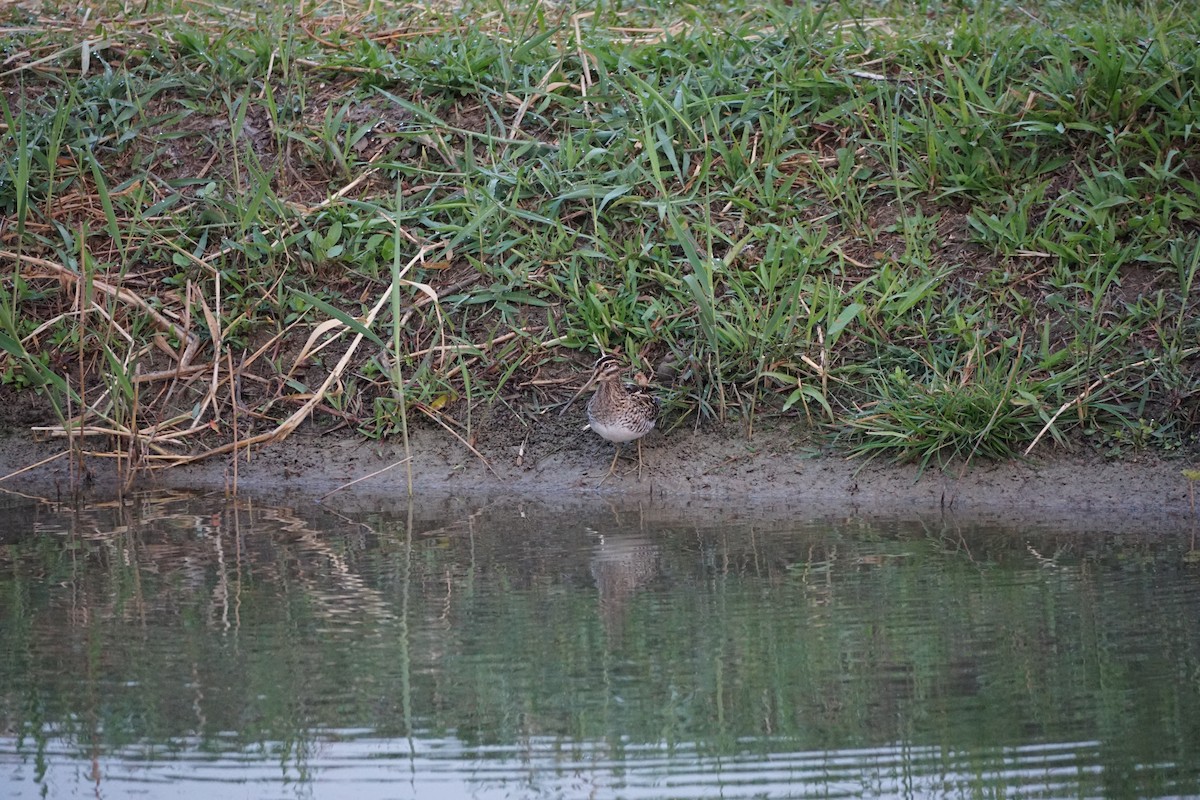 Common Snipe - ML646386871