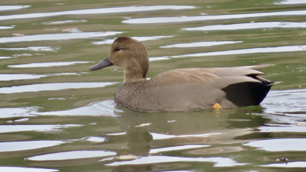 Gadwall - ML646386872