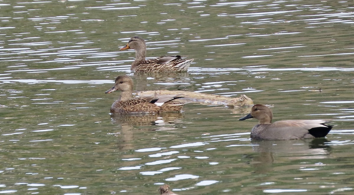 Gadwall - ML646386876