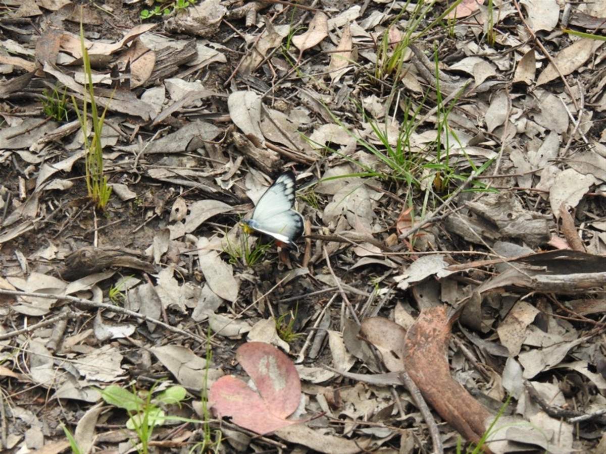 Imperial Jezebel - ML646386877