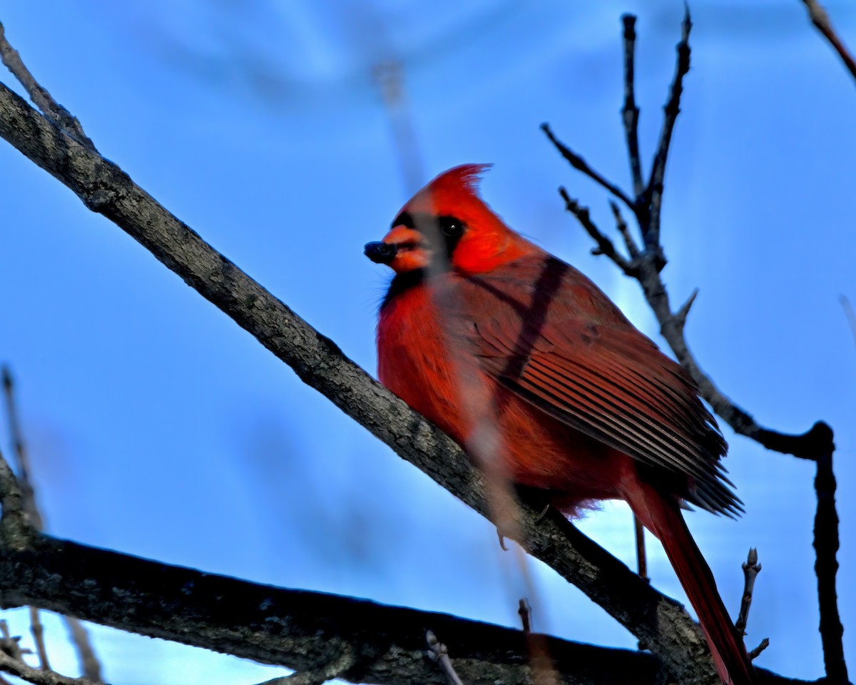 Cardinal rouge - ML646386879