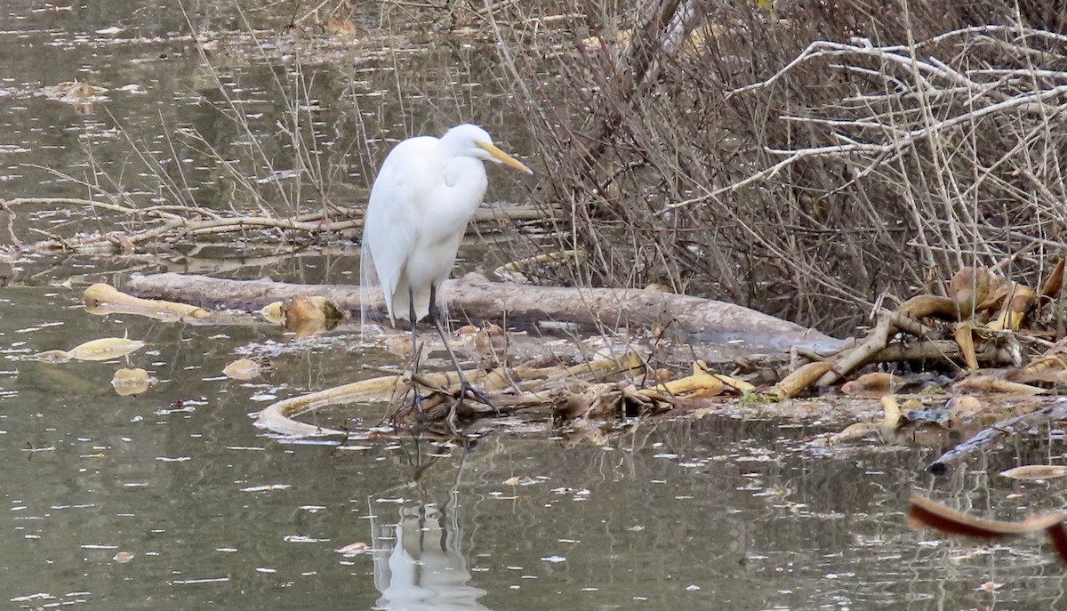 Great Egret - ML646386880