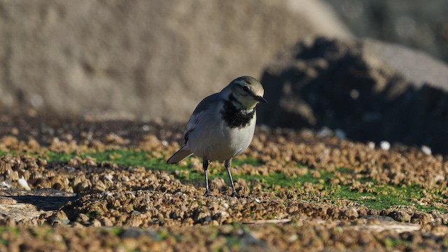 White Wagtail - ML646386881