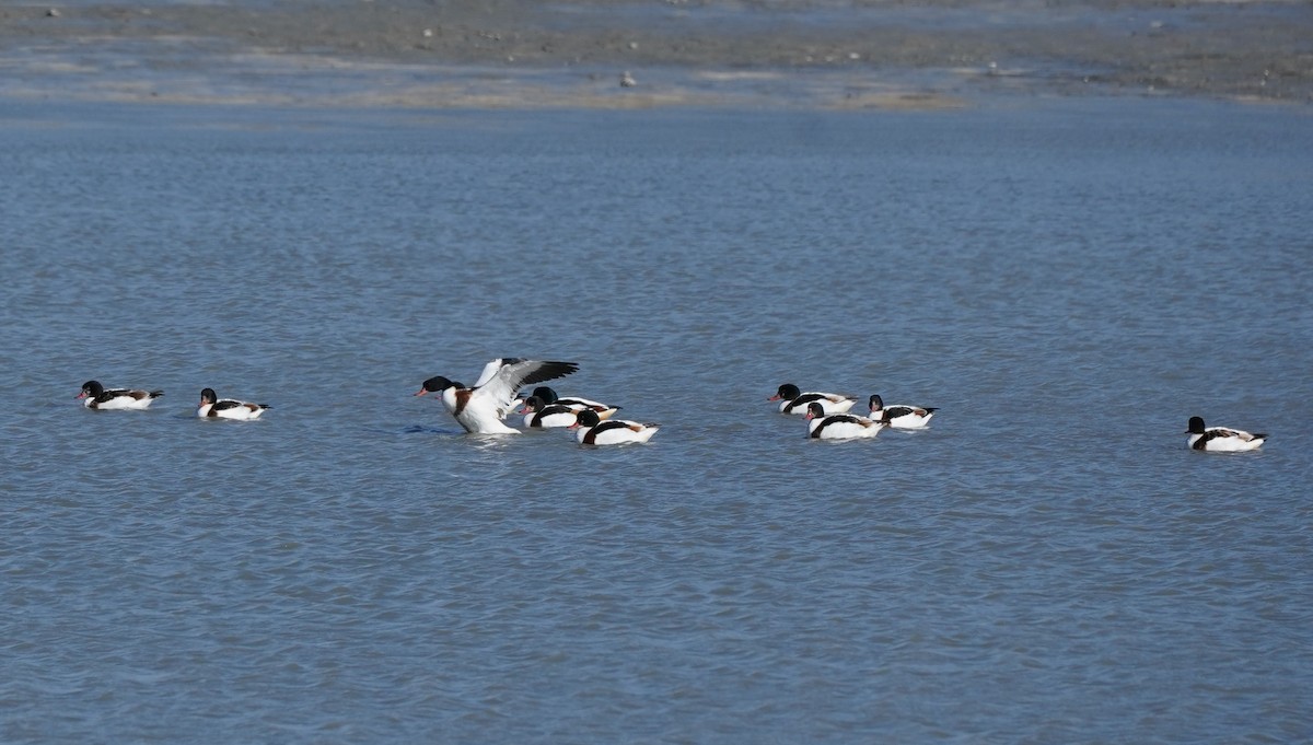 gravand - ML646386882