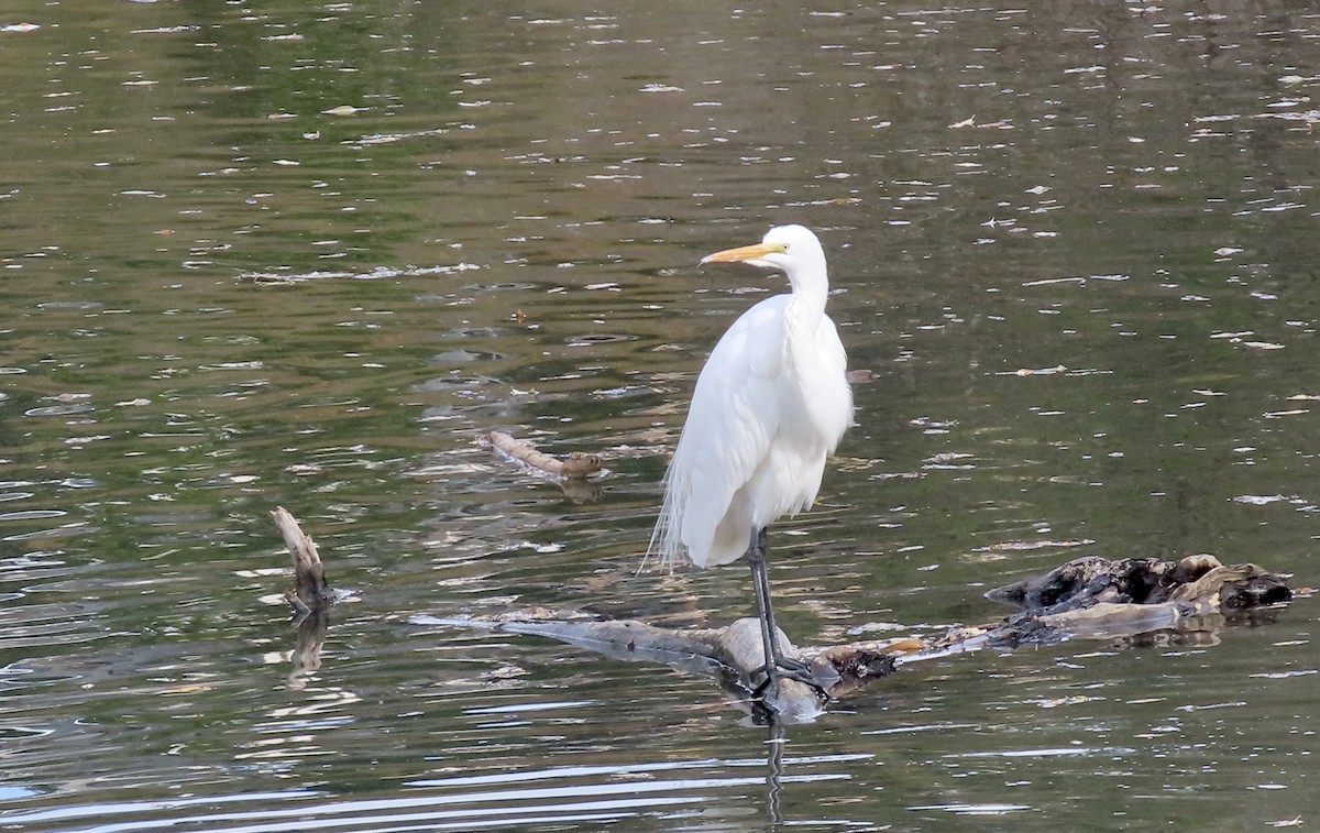 Great Egret - ML646386884