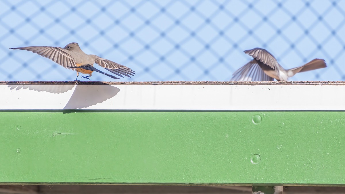 Say's Phoebe - ML646386885