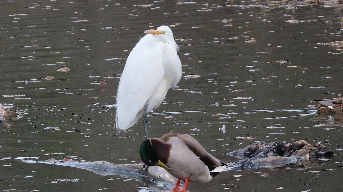 Great Egret - ML646386886