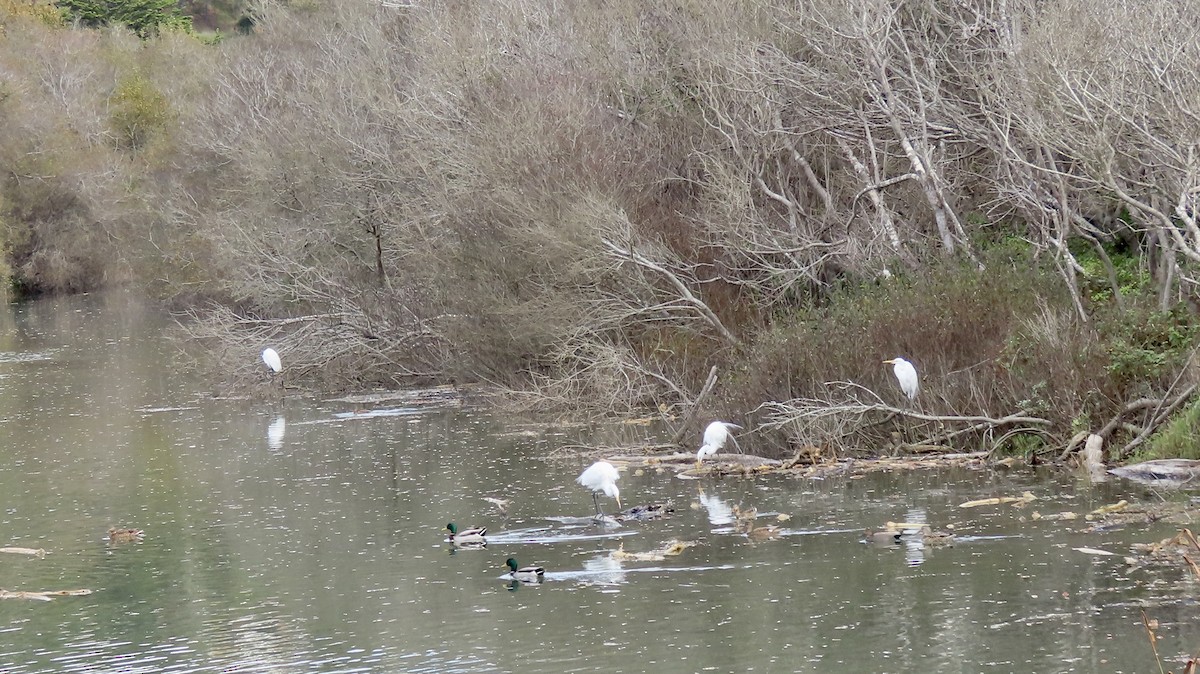 Great Egret - ML646386888