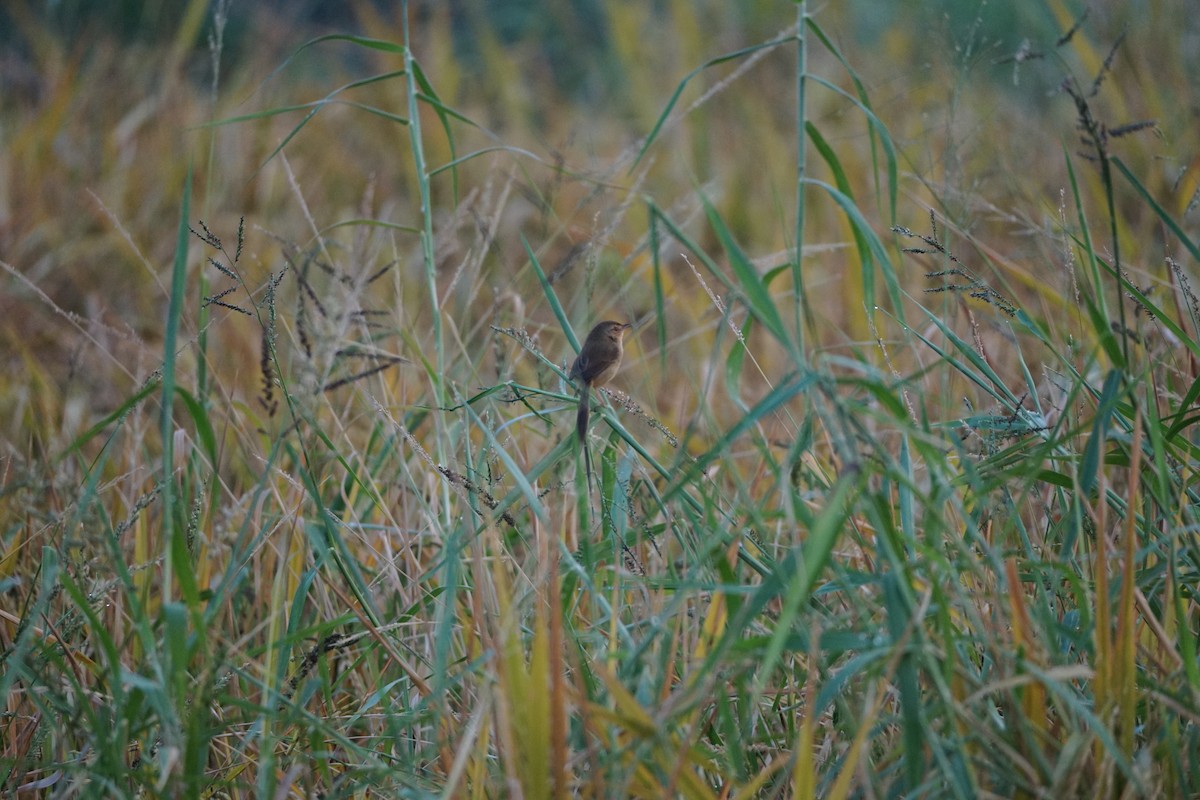 Plain Prinia - ML646386893
