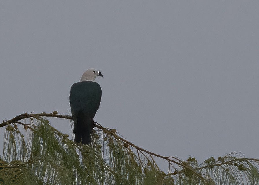 Пінон смарагдовий - ML646386896