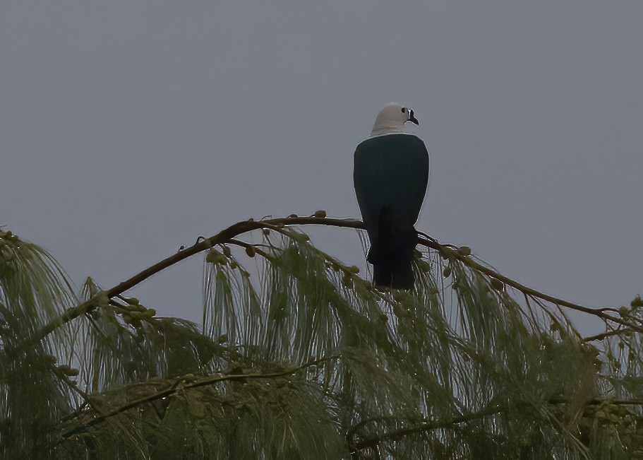 Пінон смарагдовий - ML646386897