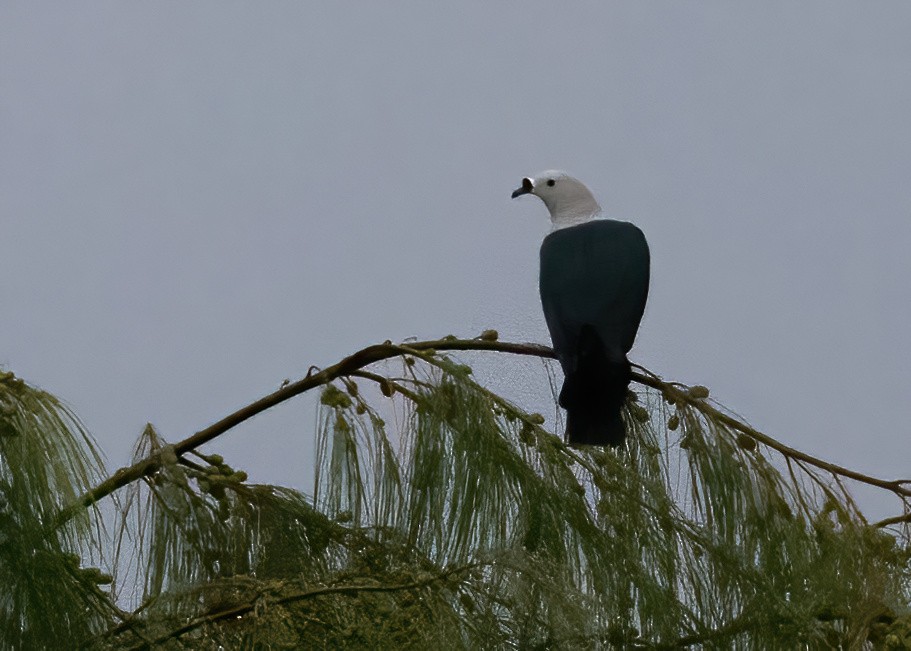 Пінон смарагдовий - ML646386898