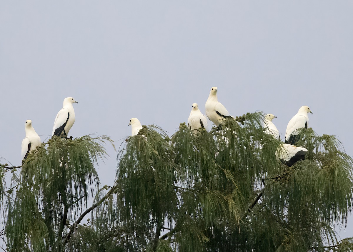 Pied Imperial-Pigeon - ML646386904