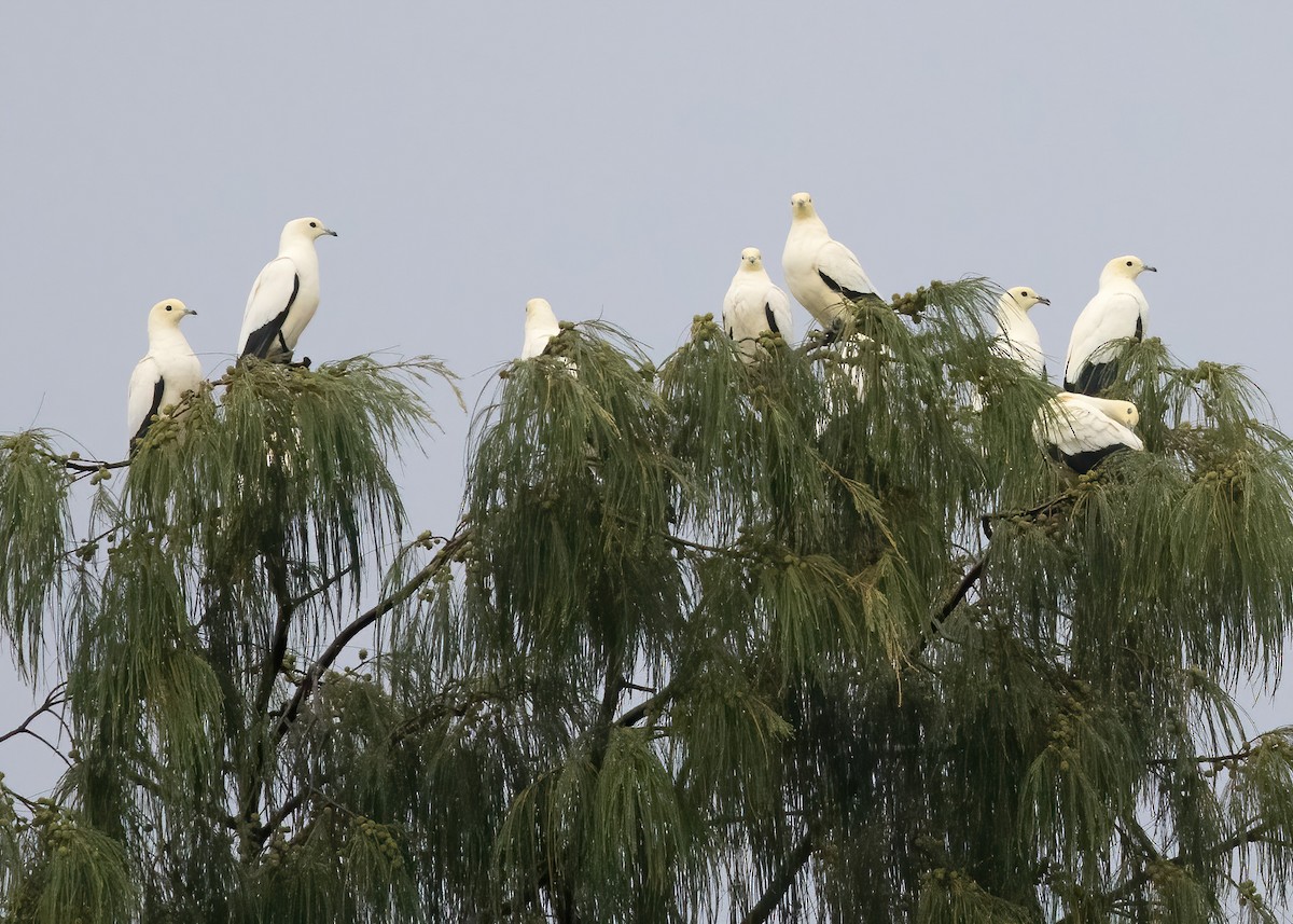 Pied Imperial-Pigeon - ML646386905