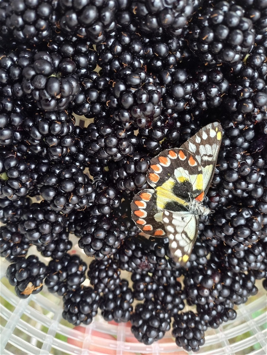 Red-spotted Jezebel - ML646386910