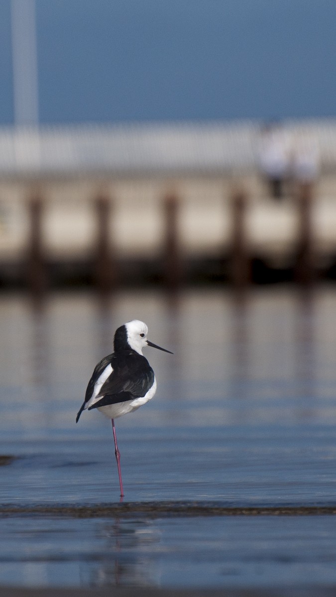Pied Stilt - ML646386913