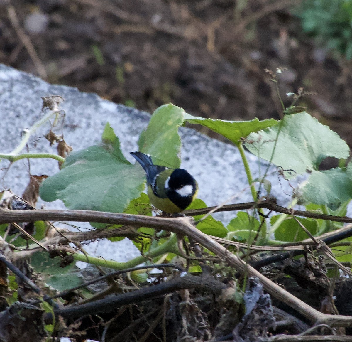 Green-backed Tit - ML646386916
