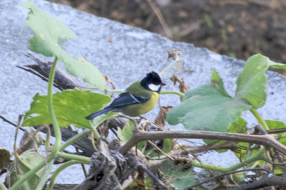 Green-backed Tit - ML646386917