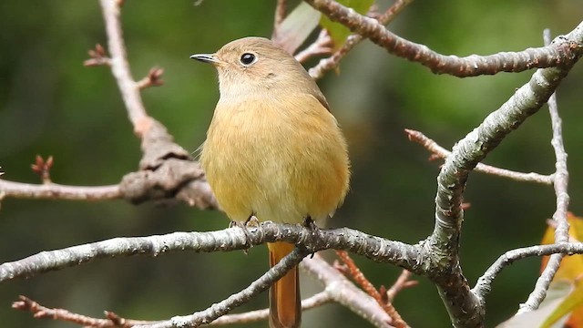 Daurian Redstart - ML646386921