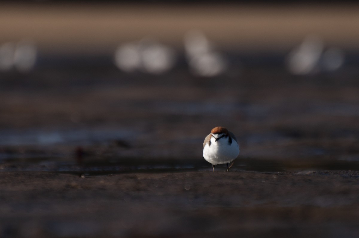 Red-capped Plover - ML646386923