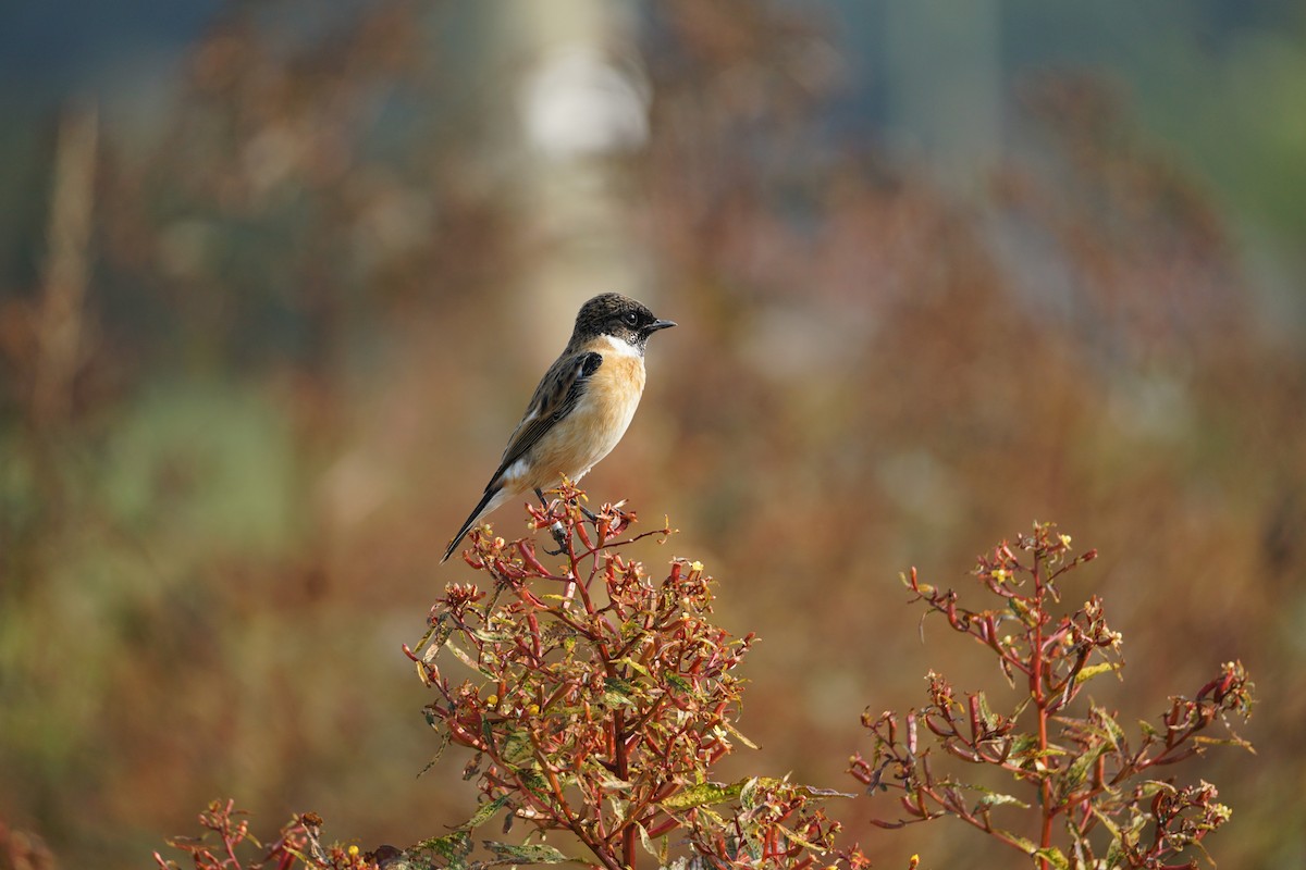 Amur Stonechat - ML646386925