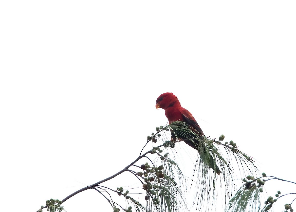 Violet-necked Lory - ML646386926